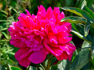 Wall Mural - Peony Adolphe Rousseau in British park - London, UK