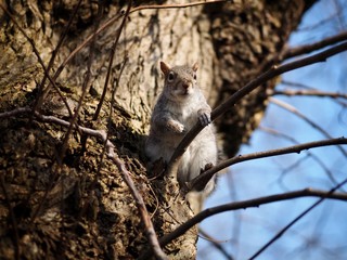 Canvas Print - Squirrel in a Tree