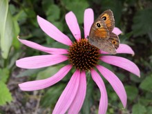 A Butterfly Drinking Nectar From A Coneflower ( Echinacea Purpurea ) In Summer