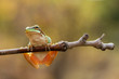 frog on a branch