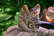 Giant Owl Butterfly Sitting On Stone In Butterfly Conservatory