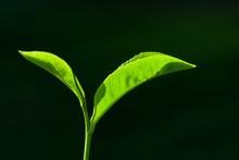 Fresh Green Tea Leaves Close-up On Dark Background.