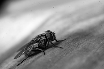 b&w macro of a fly