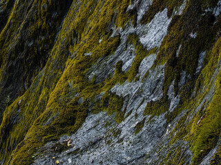 green moss on rock