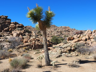 Wall Mural - Landscape in Joshua Tree National Park