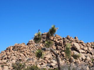 Wall Mural - Landscape in Joshua Tree National Park