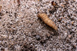 dirty maggot crawling across the sand