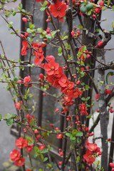 Poster - Japanese quince is a deciduous tree that blooms in early spring. The fruit is used for fruit wine and jam.