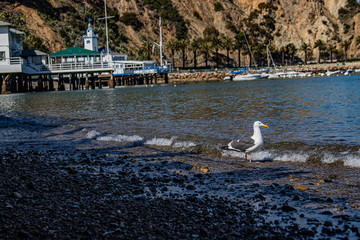 beach shore