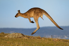 Macropus Giganteus - Eastern Grey Kangaroo Marsupial Found In Eastern Third Of Australia, Also Known As The Great Grey Kangaroo And The Forester Kangaroo. Jumping In The Coastal Bush