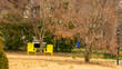 © HRTNT Media - Two Bright Yellow Wooden Lawn Chairs on a dead lawn With a Tree In Between Them