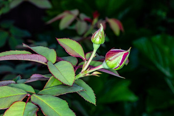 Red rose flower bloom on a black background