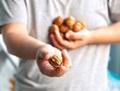 woman holding a handful of chestnuts Walnut , the high nutrition nut value for brain on wooden background with copy space , edible seed of a drupe, the genus  Juglans regia (Family Juglandaceae) , ben