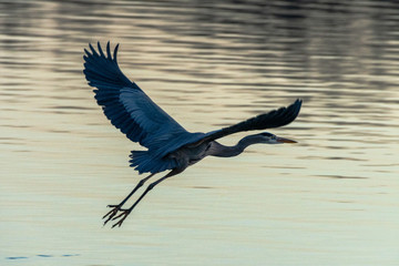 bird in flight