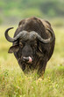 Hungry cape buffalo