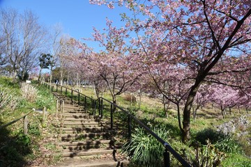 Poster - Cherry blossoms in full bloom in the natural park.