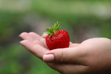 Wall Mural - Fruit background. Side view of a strawberry on a female hand on a berry. Beautiful large red strawberry on a hand in the center of the frame. Close-up, horizontal. Agriculture concept.