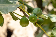 Green Fig Fruits Growing On Tree Branches With Green Leafs.