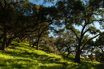 Oak Trees on Rolling Green Hillsides 2