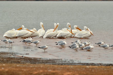 Flock Of Seagulls And Pelicans On Beach