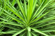Close up yucca plant. Green grass background.