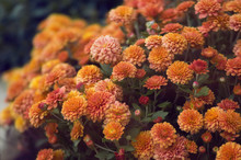 Orange Garden Flower. Floral Autumn Compositions Photographed In The Flower Beds Of The City.