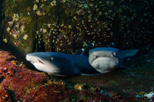 White Tipped Reef Sharks At Roca Partida, Revillagigedo, Mexico.
