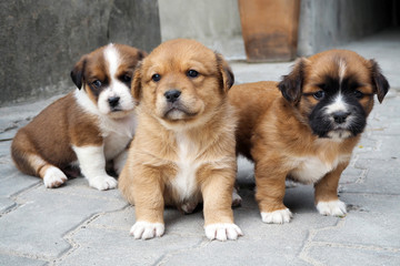 3 cute puppy, Little dogs.