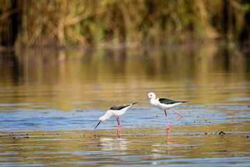 Canvas Print - black winged stilt