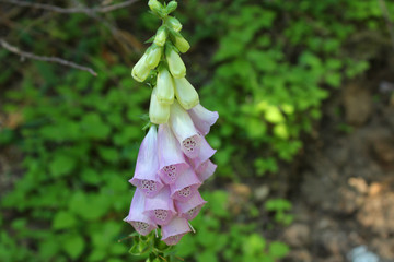 Wall Mural - Foxglove in Bloom (CA 05755)