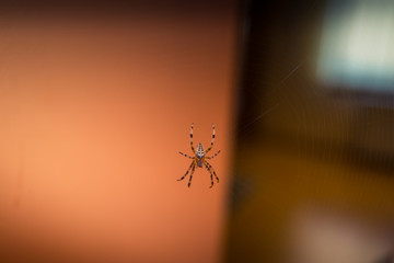 Closeup of a spider on a spiderweb