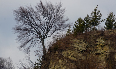 Tree grown on the side of a mountain rock