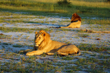 Canvas Print - Two large African lions, Panthera leo, lie in the grass in the morning sun. Bright mane lion and black-lion lying on the light sand of the delta.