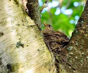 Song Thrush in the nest.(Turdus philomelos).