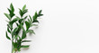 Leinwandbild Motiv Green living plant branch on white background