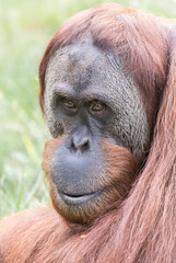 Regard Orang-Outan