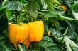 Yellow pepper cultivation on an ecological greenhouse