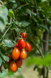 closeup of a bunch ripe roma tomatoes hanging on a vine