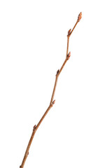 Wall Mural - Unfold buds on tree twig