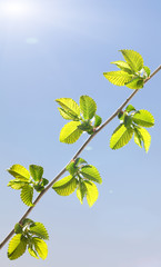 Sun and tree twig at spring