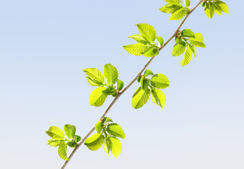 Wall Mural - Twig at sunny day