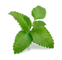 Poster - Fresh lemon balm or melissa isolated on white