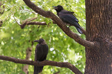 Large-billed Japan crow, Corvus macrorhynchos birds sitting on a branch