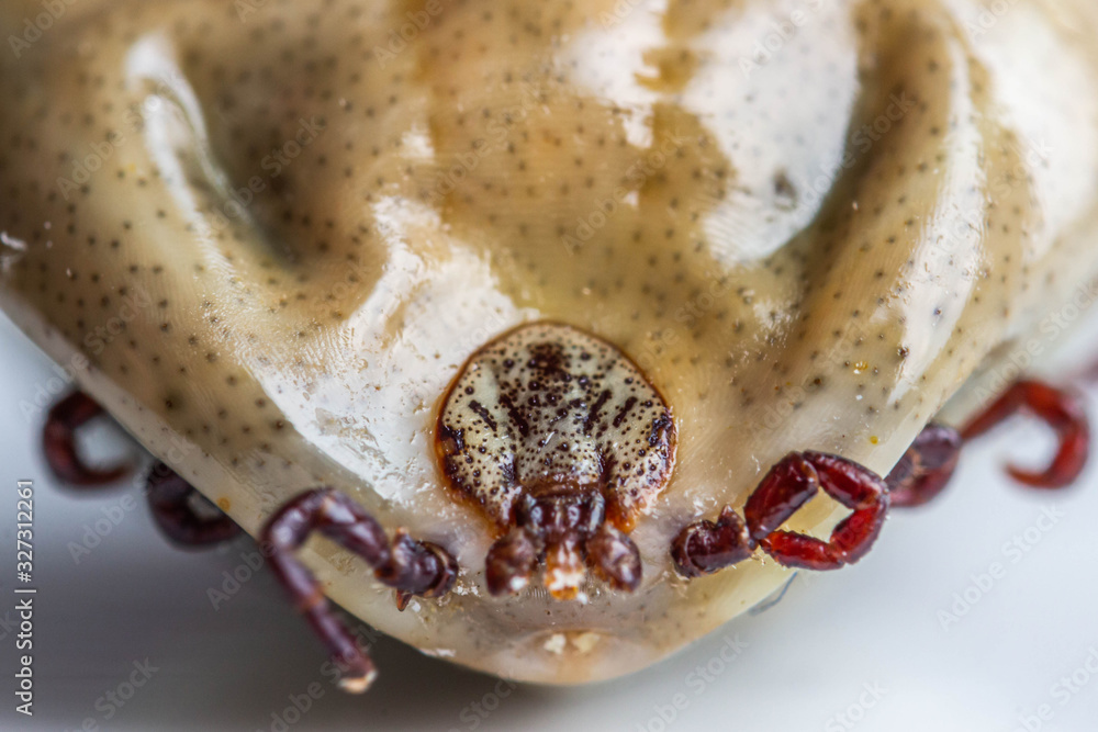 Infected female tick on a white background. Dangerous biting insect. A ...