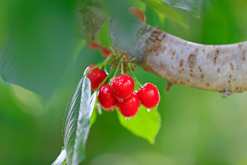 Wall Mural - Ripe cherries, in the orchard, close-up