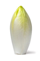 Whole fresh raw Belgian endive