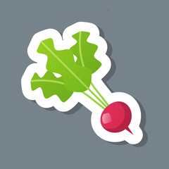 Wall Mural - fresh garden radish sticker tasty vegetable icon healthy food concept vector illustration