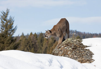 Wall Mural - Cougar or Mountain lion (Puma concolor) on the prowl on top of rocky mountain in the winter snow in the U.S.