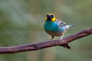 Colorful bird standing on a tree branch