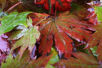 Poster - Multicolor autumn maple leaves background